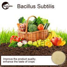 Bacillus Subtilis thumbnail-5