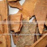 BROKEN CASSIA thumbnail-1