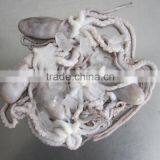 Frozen Octopus BQF Octopus Of Various Sizes thumbnail-3