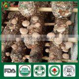 Anti-cancer Edibal Fungus Healthy Food Greenhouse Production Cap Stem Wholepart Fresh Dried Shiitake Mushroom thumbnail-3