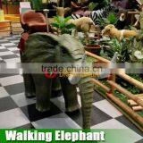 Square Walking Animals for Kids and Adults