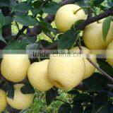 Crown Pear in China thumbnail-1