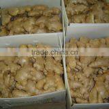 Fresh Ginger thumbnail-5