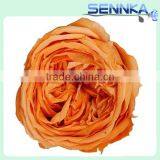 Natural Preserved English Rose Heads in White Green 8 per Box thumbnail-2