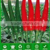 AP161 Binye single fruit setting red chilli pepper seeds