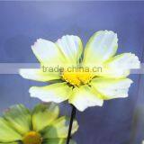 Home Garden Decoration 90cm Hight White Chrysanthemum Wedding Flower EHMF03 0405 thumbnail-5