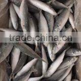 IQF Frozen Horse Mackerel/round Scad thumbnail-3