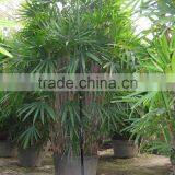 Rhapis Excelsa High 3-5m thumbnail-1