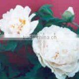 Tree Peony Plant Root Chun Hong Jiao Yan 3 Years 2-3 Branches thumbnail-1