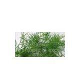 Dil Tips thumbnail-1