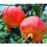 Offer Pomegranate Extract thumbnail-2