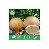 Pomegranate P.E. thumbnail-1