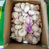 5-5.5cm Fresh Normal White Garlic In 5kg Carton Box Packing thumbnail-2