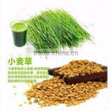 Hydroponic Fodder Machine thumbnail-4