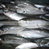 Frozen Horse Mackerel