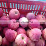 Shanxi Qinguan Apples New Season High Quality Red Qinguan Apples thumbnail-5