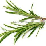100%Pure Natural Rosemary Oil For Export Only thumbnail-3