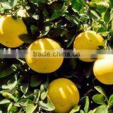 100% Natural Fruit Citrus Grandis 40%-98% Naringin thumbnail-6