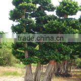 Big Ficus Tree