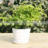 15040110 Supply High Quality Colorful Melamine Flowerpot thumbnail-4