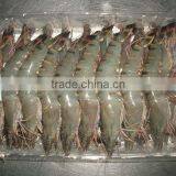 Black Tiger Shrimps HOSO ( Panaeus Monodom ) thumbnail-1