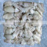 Frozen Baby Squid Wholesale Price From Good Factory thumbnail-1