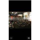 Live Conch thumbnail-3