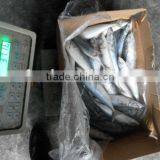 Frozen Pacific Saury in Fish thumbnail-1