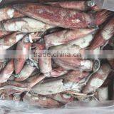 Frozed Loligo Squid Whole thumbnail-1