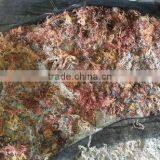 Eucheuma Cottoni With High Quality thumbnail-5