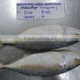 Indian Mackerel thumbnail-1