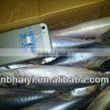 the New Catching Frozen Pacific Mackerel Was Coming 2013.7.9 thumbnail-2