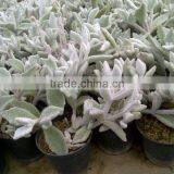 Succulent Plant Kalanchoe Eriophylla Snow thumbnail-2