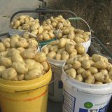 fresh potato,100g-150g,lowest price in china factory