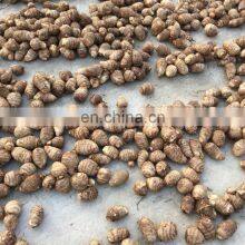 2020 Hot Sale Fresh Vegetable Fresh Taro thumbnail-2
