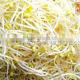 High Quality Black Bean Sprouts Machine 2015 New Product,automatic Bean Sprout Machine thumbnail-2