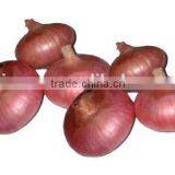 Red Onions Packing Small Size Red Onion thumbnail-3