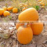 Bulk Organic Pumpkin Kernels Grow Without Shell New Export Grade thumbnail-2