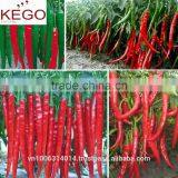 High Quality Fresh Spicy Chilli Vietnam Full Size thumbnail-4