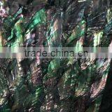 Donkey Ear Abalone Shell Sheets thumbnail-2