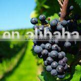 Stainless Steel Dimple Cooling Jacket Wine Tanks thumbnail-6