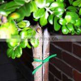 Plant Twist Ties thumbnail-1