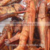 Freeze Dried Grasshopper For Pet Birds Food thumbnail-1