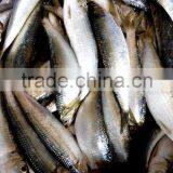 Frozen Canned Tuna Bait Sardine thumbnail-2