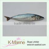 Types of Seafood Good Quality Mackerel wr thumbnail-1