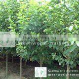 Michelia Chapensis for Sale thumbnail-1