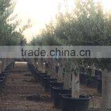 Olive Tree Young Skin Trunk - Olea Europaea "Andalucia" thumbnail-2