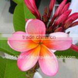 Absolute Frangipani thumbnail-1