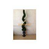 artificial topiary,aglaia spiral,130050