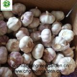 Chinese fresh garlic normal white garlic pure white garlic dry garlic